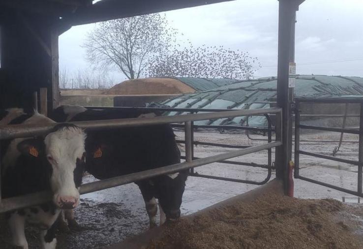 Quand ils ne viennent pas manger directement à l’auge, les étourneaux sansonnets s’abattent sur les silos de maïs (en arrière-plan).