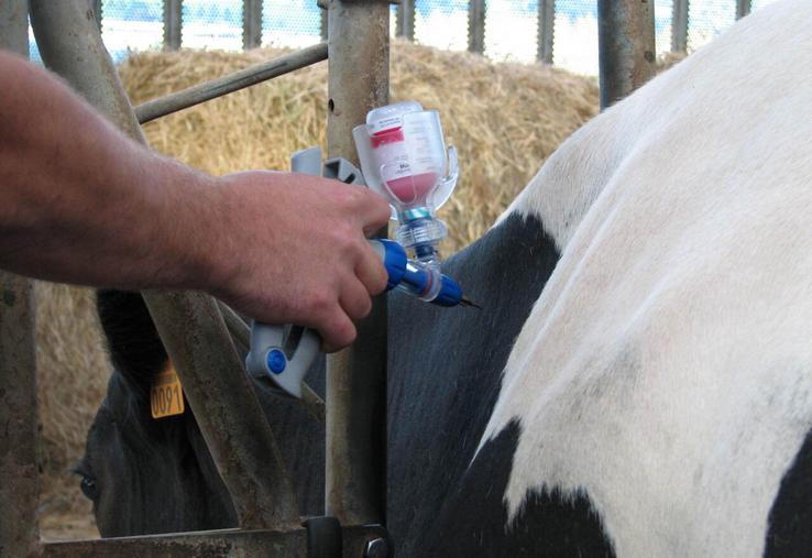 Pour 2026, la vaccination contre les maladies virales circulant activement sur le territoire mayennais est systématiquement demandée pour la participation aux rassemblements.