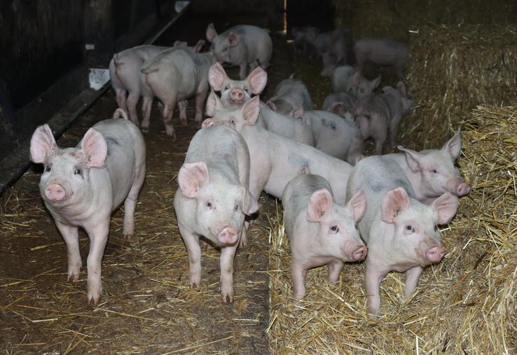 Le très fort bruit provoqué par le passage en rase-mottes d'hélicoptères de l'armée à Saint-Germain-de-Coulamer a provoqué le décès de cinq porcs (photo d'illustration).