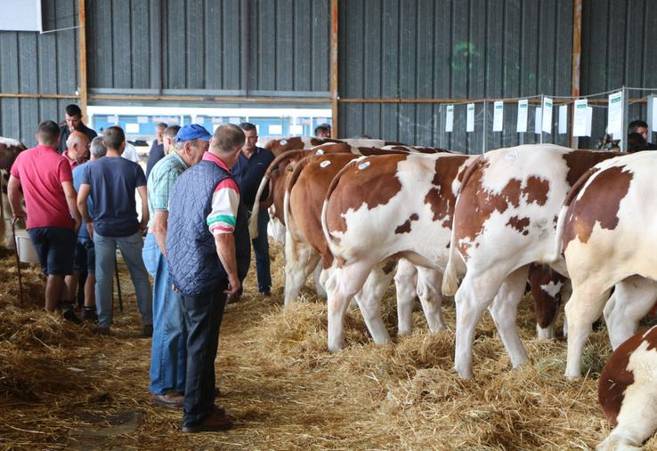 Vendredi 4 septembre, 310 bovins étaient en lice pour le classement des animaux de viande.
